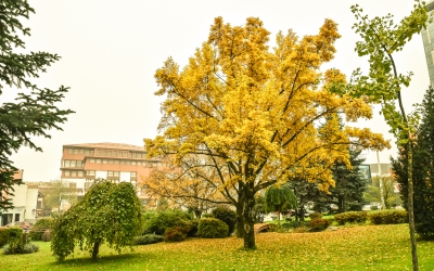 Temperaturile scad săptămâna aceasta până spre 2 grade Celsius. Răcire accentuată a vremii