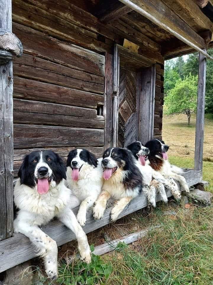 Festival al câinilor ciobănești românești, sâmbătă, la Brezoi