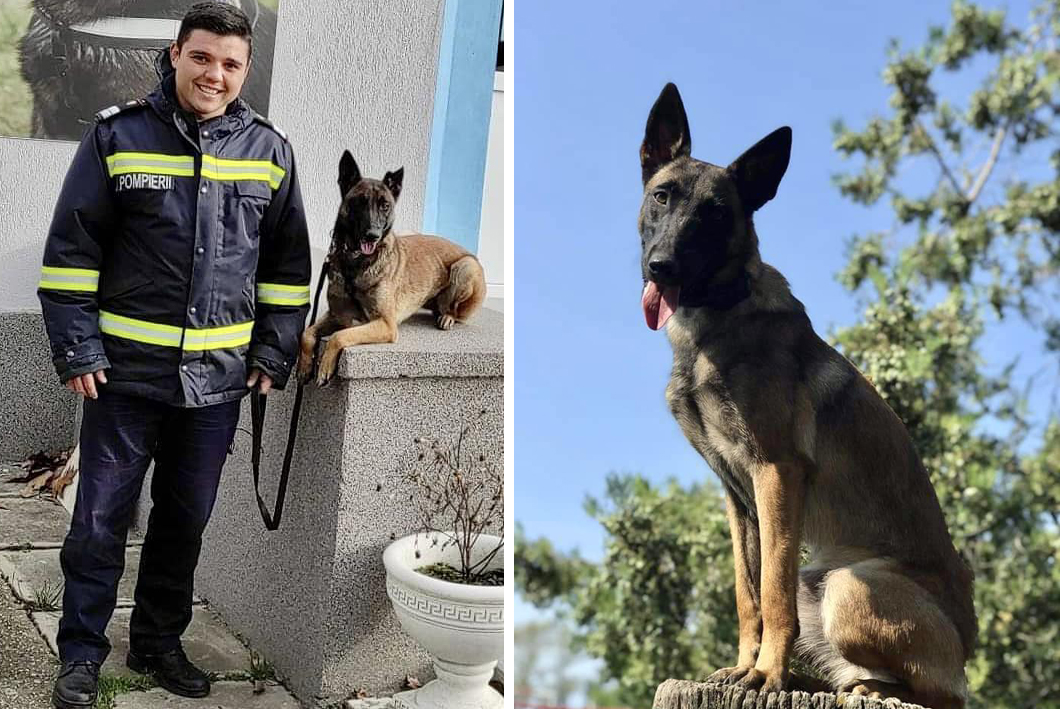 De ziua animalelor, ISU Sibiu se laudă cu Elsa, câinele specializat în căutare și salvare urbană