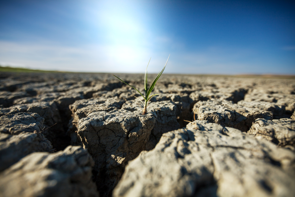 Aproape 800.000 de hectare afectate de secetă în țara noastră