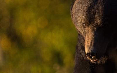 Atacat de urs în Porumbacu. SMURD intervine pentru salvarea unui bărbat mușcat de urs