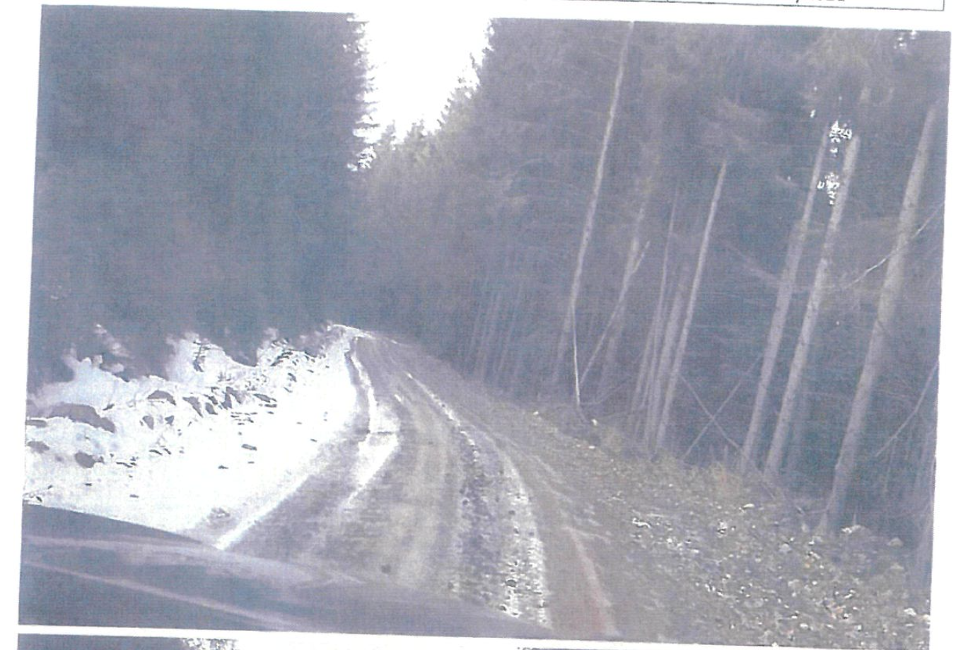 drum forestier daneasa