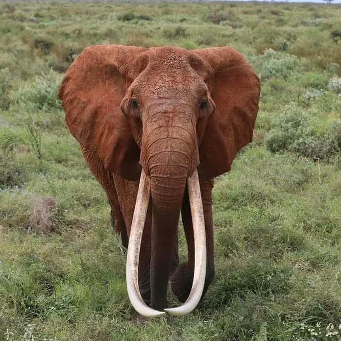 A murit cea mai bătrână femelă de elefant din Kenya