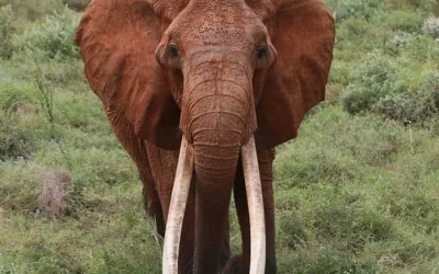 A murit cea mai bătrână femelă de elefant din Kenya