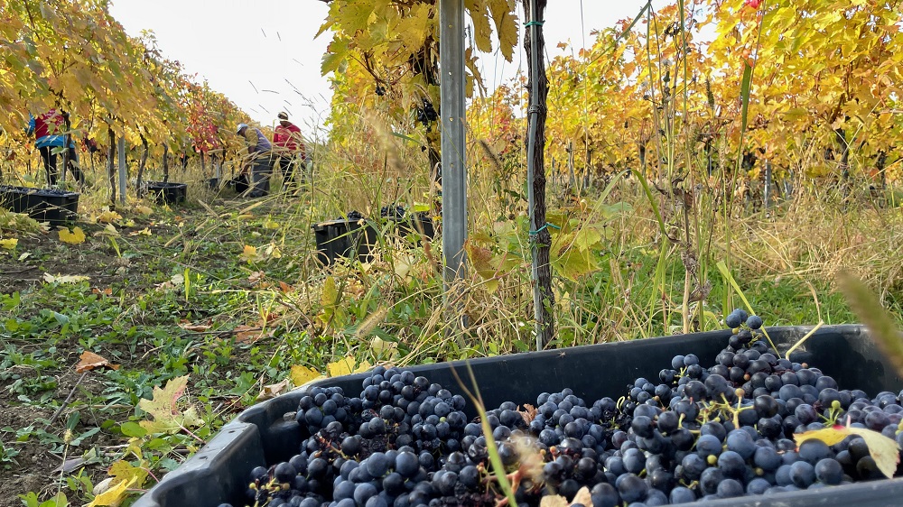 O statuie de 3 metri, dedicată strugurilor, va fi ridicată în Mediaș. Costă 100 de mii de euro