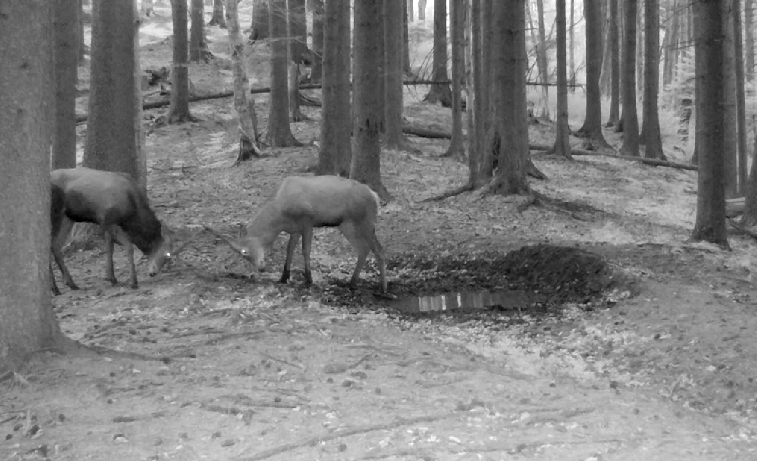 Imagini inedite în Parcul Național Piatra Craiului. Doi cerbi tineri își măsoară forțele, în joacă