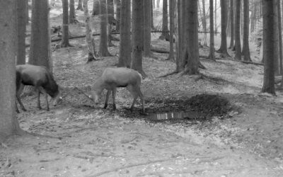 Imagini inedite în Parcul Național Piatra Craiului. Doi cerbi tineri își măsoară forțele, în joacă