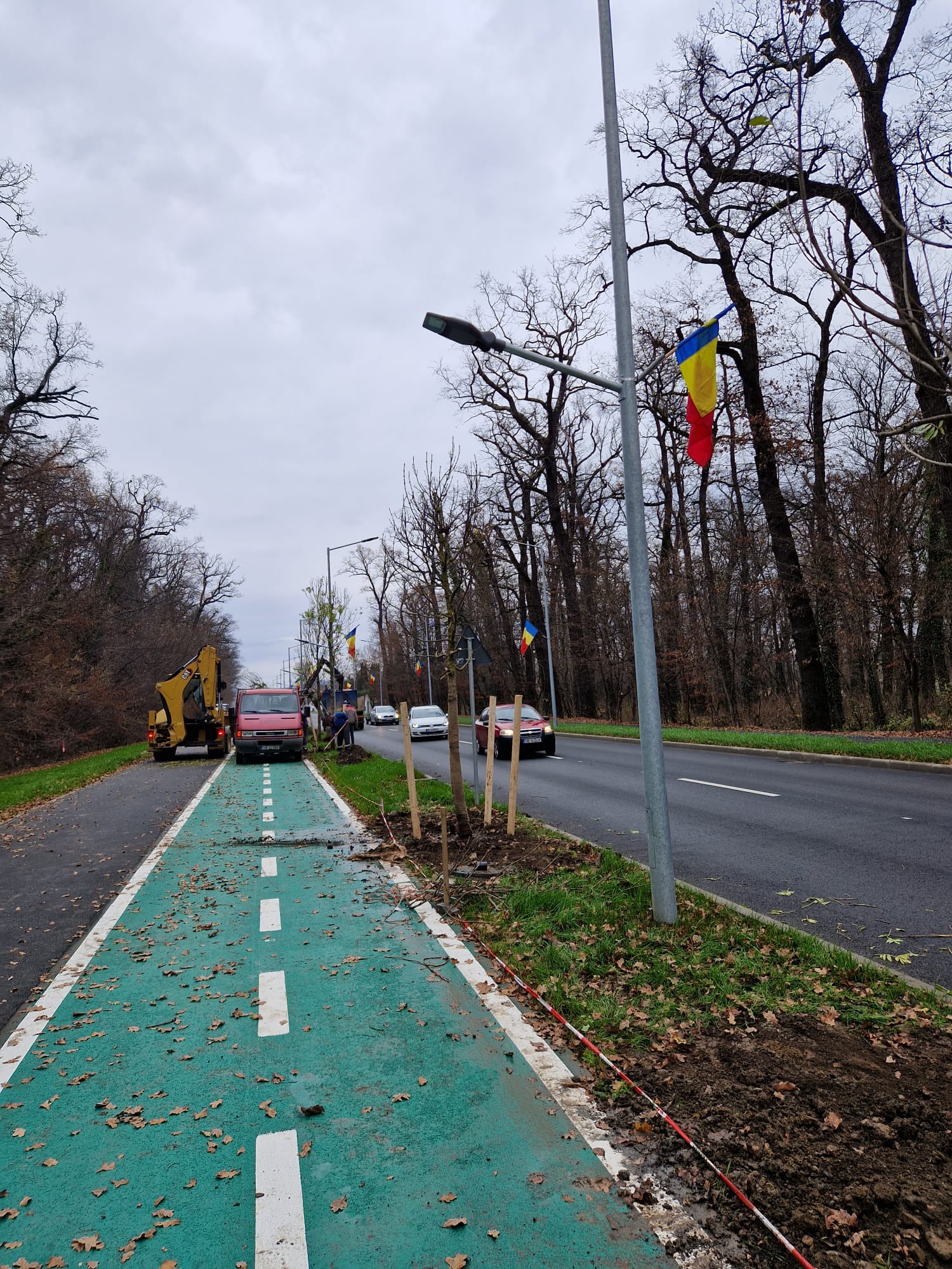 A început plantarea copacilor pe Calea Dumbrăvii: arborii au sistem de irigare