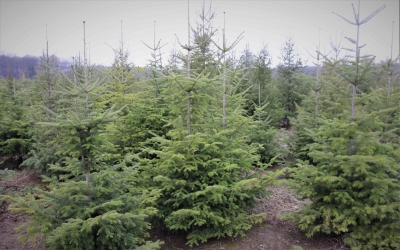 Romsilva scoate la vânzare 30.000 de pomi de Crăciun. Direcția Silvică Sibiu zero