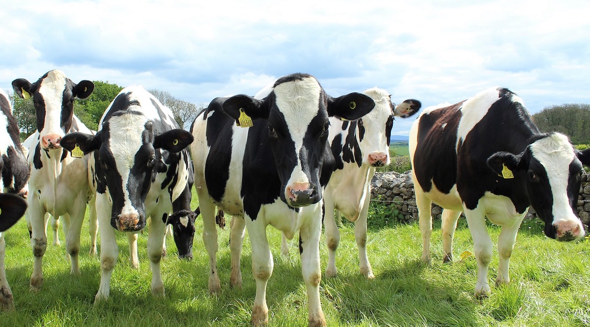 400 de vaci Holstein, sosite la ferma Apold a DN Agrar. Cifră de afaceri în creștere de 241% față de primul semestru din 2021