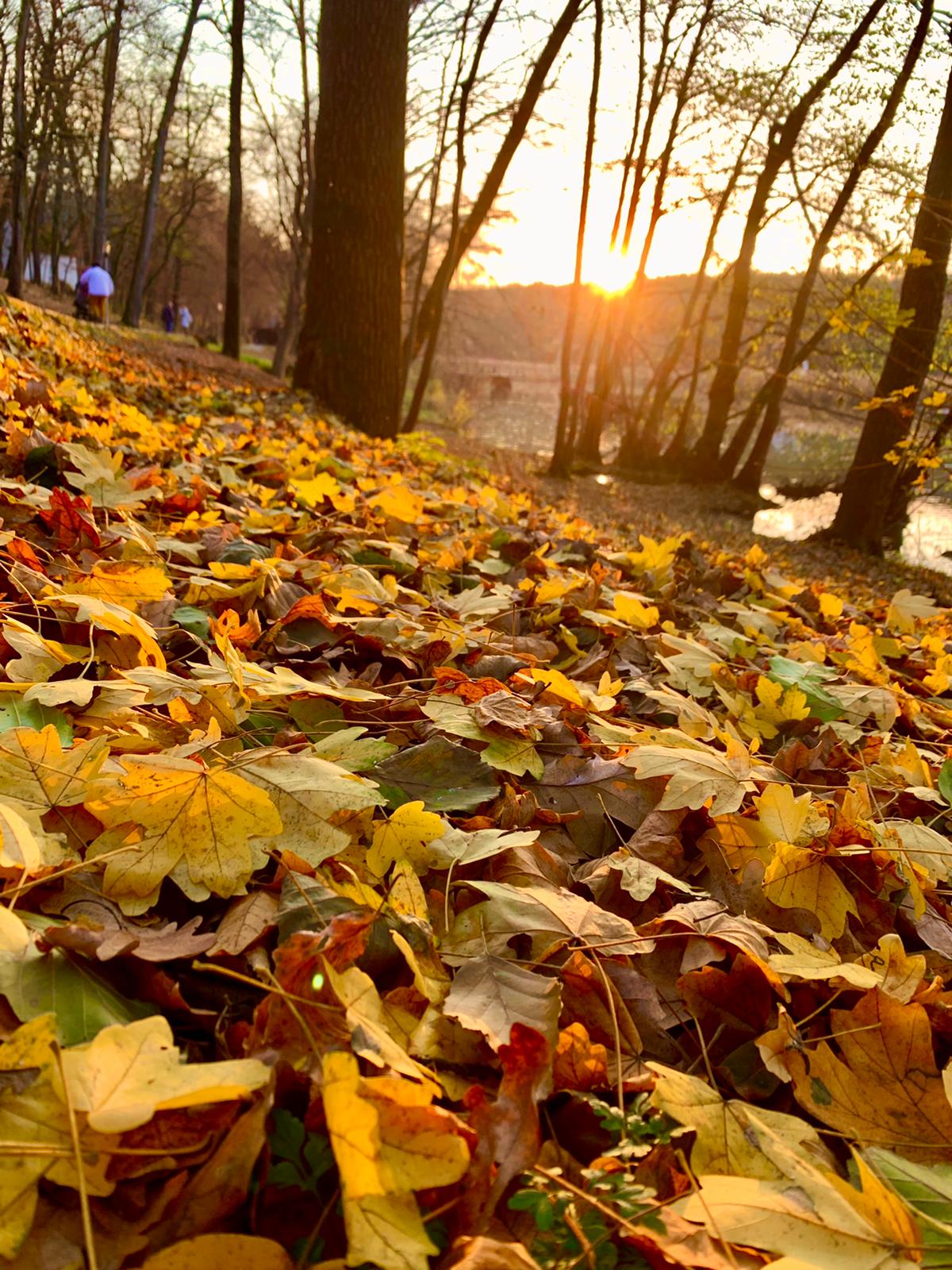 Meteorologii anunță temperaturi de până la 15-20 de grade Celsius în decembrie