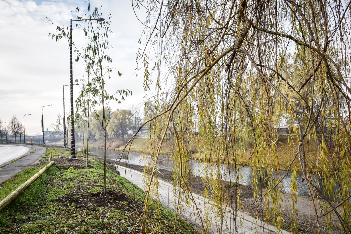 Două exemple din Sibiu care arată că s-au plantat de două ori mai mulți copaci decât se taie