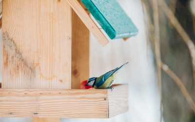 Vizitatorii sunt invitați să hrănească păsările sălbatice din Muzeul Astra din Dumbrava Sibiului