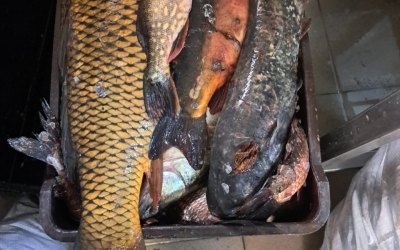 Peste 300 de kg de pește proaspăt în Piața Cibin. De la braconieri