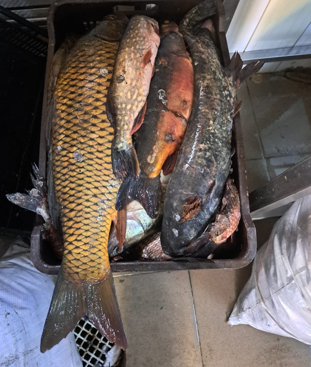 Peste 300 de kg de pește proaspăt în Piața Cibin. De la braconieri