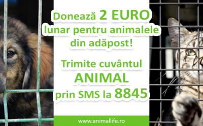 Cum putem ajuta Animal Life: donație lunară de doi euro prin SMS la 8845