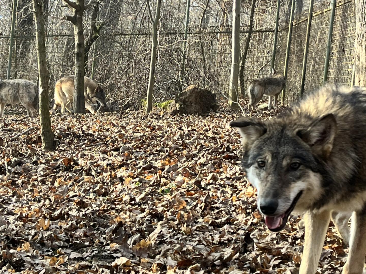 Nou la Zoo Sibiu - șase lupi, aduși din Croația: „Moșul a venit cu un cadou frumos”