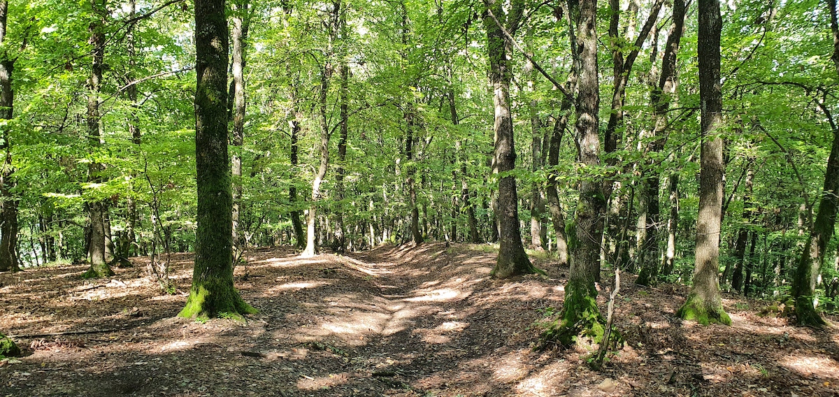 O nouă atracție pentru sibienii care vor să se plimbe în natură: Direcția Silvică vrea să amenajeze trasee tematice prin pădure