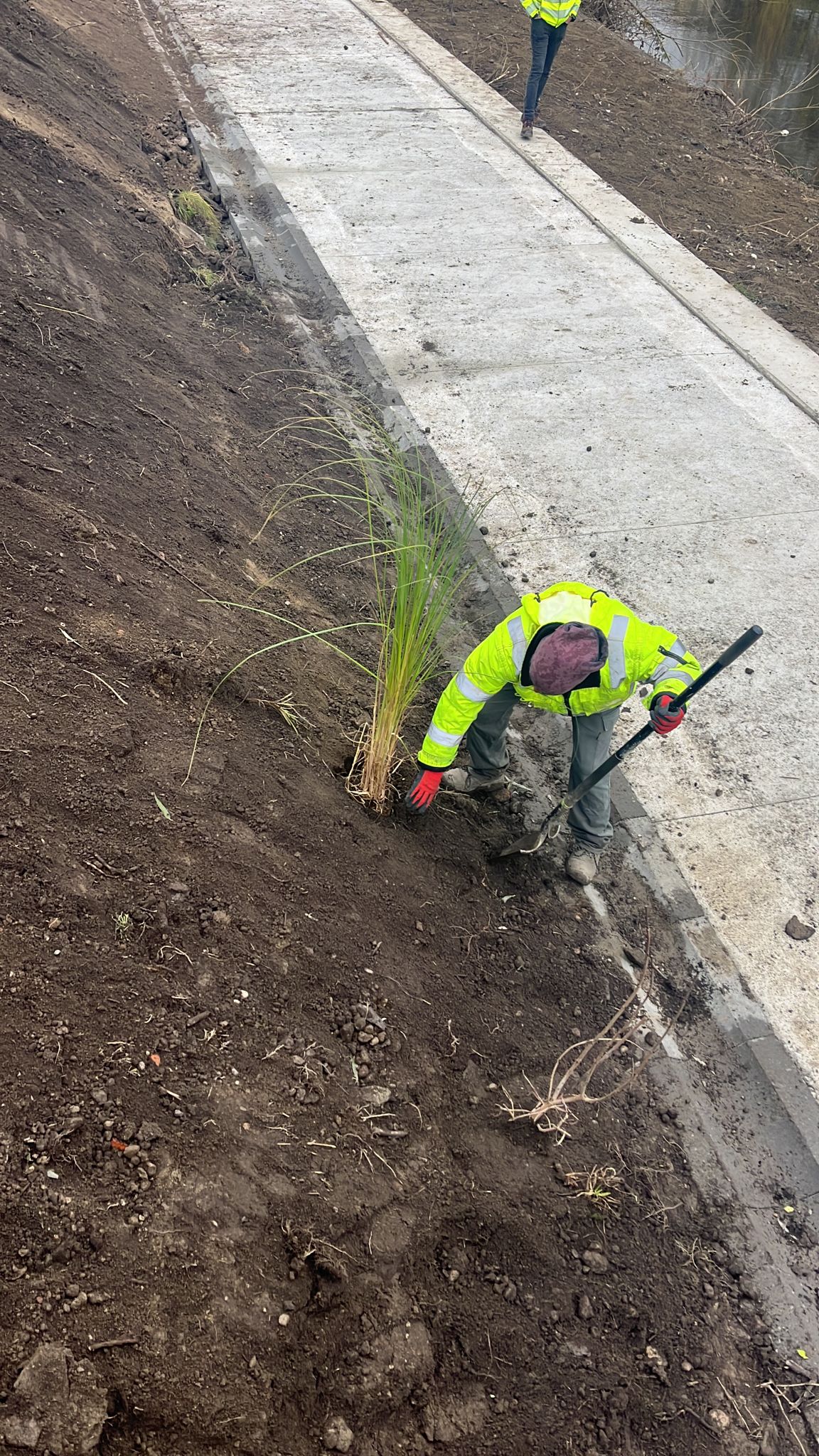 Primăria a plantat aproape 1.500 de arbori și arbuști pe malurile Cibinului. Pista de biciclete va fi gata la primăvară
