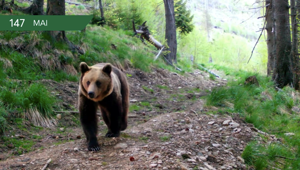 Imaginile anului 2022 în Munții Făgăraș: animalele sălbatice, surprinse în toate cele patru anotimpuri