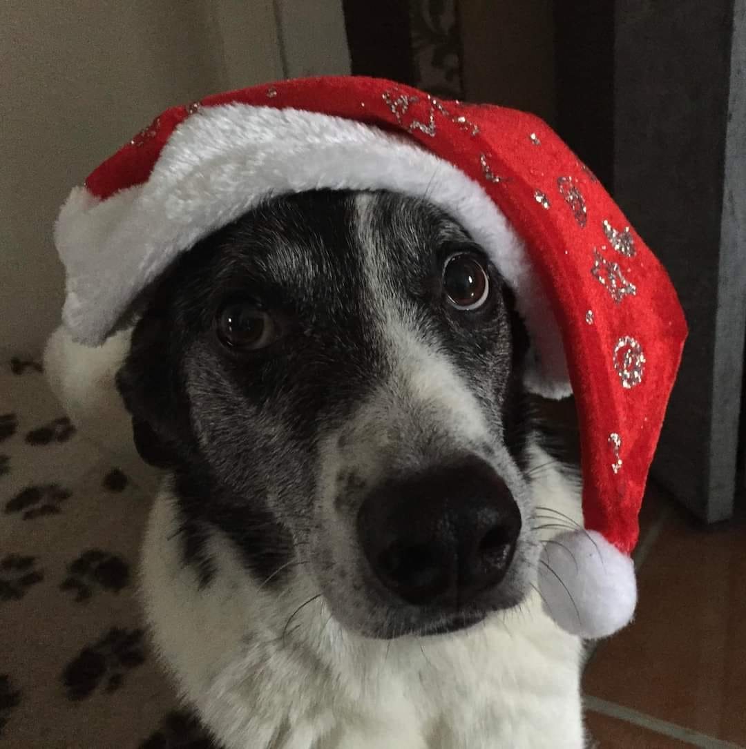 Cățeii salvați de Animal Life și-au petrecut Crăciunul în familie. Imagini adorabile cu animalele