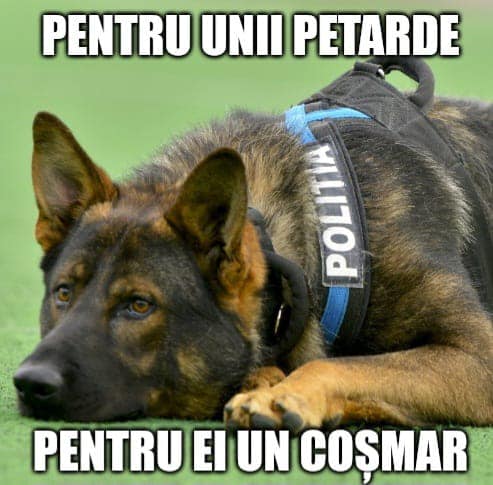 MAI: Fără petarde de sărbători. Zgomotele de petarde sau artificii sunt un chin și o traumă pentru căței și pisici
