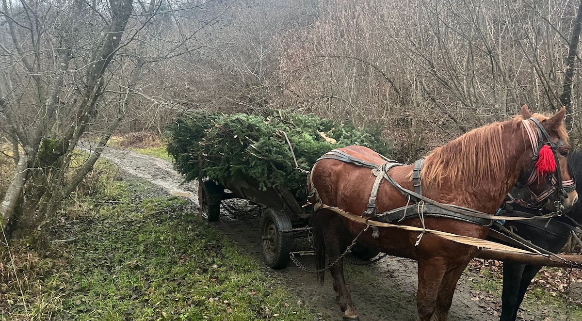 La 18 ani, prins la furat de cetină: a strâns 200 de kg  