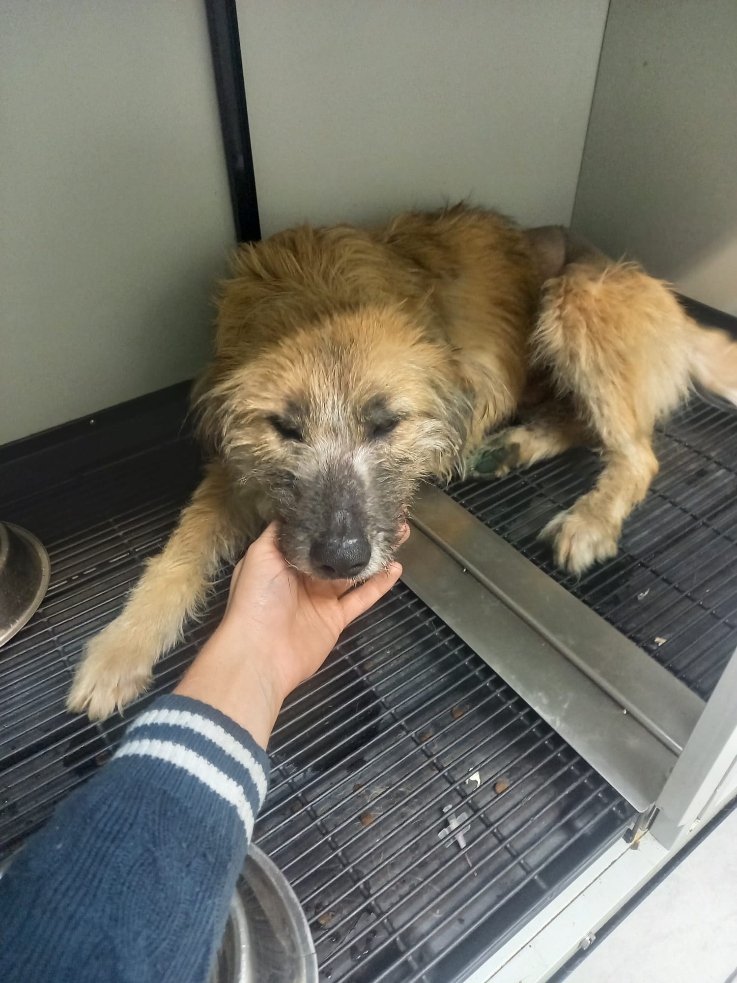 Actualizare: Bella, cățelușa găsită sfâșiată cu o sârmă în Scoreiu a fost adoptată de o persoană din Germania