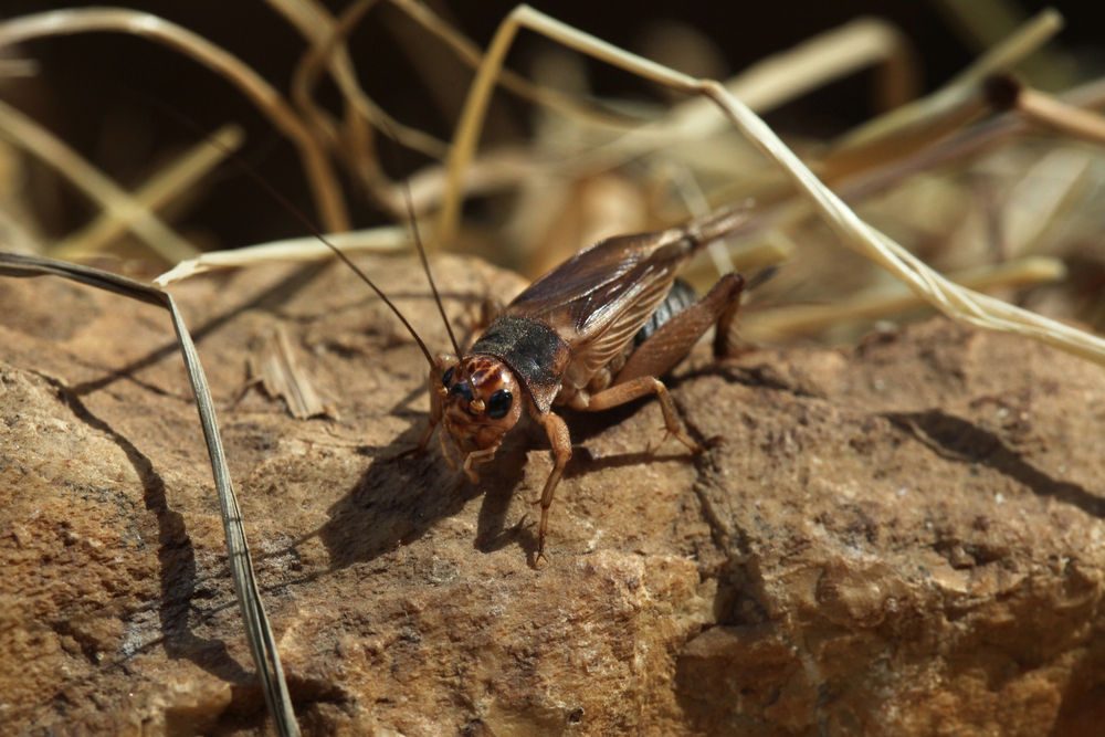Greierele de casă, a treia insectă autorizată ca ingredient alimentar pe piaţa din UE