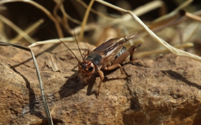 Greierele de casă, a treia insectă autorizată ca ingredient alimentar pe piaţa din UE