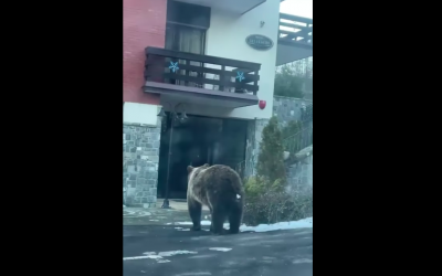 VIDEO Urși filmați la intrarea unui hotel din Sinaia. „Să nu vă luați în calcul o plimbare pe jos”