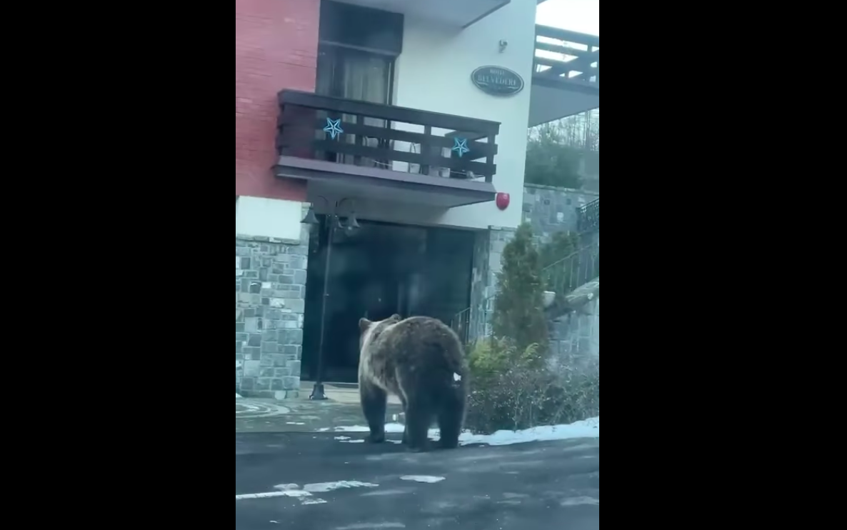 VIDEO Urși filmați la intrarea unui hotel din Sinaia. „Să nu vă luați în calcul o plimbare pe jos”