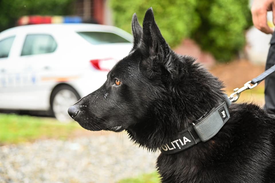 Hoț din județul Sibiu, prins cu ajutorul câinelui Bond. I-a luat urma de la locul spargerii până acasă