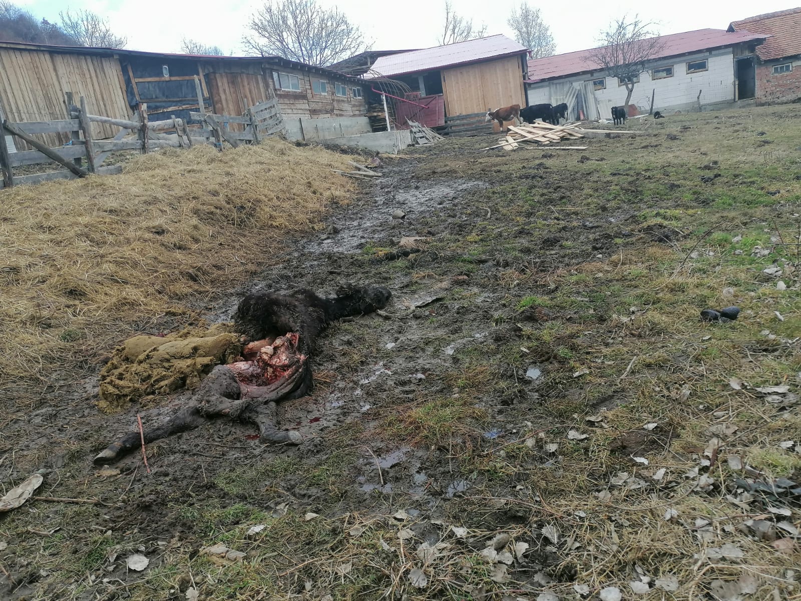 FOTO Au coborât lupii în Sibiel. ”Mi-au mâncat doi viței. Mi-e frică să nu se întoarcă, deși am gard electric și câini”