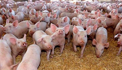 Focar de pestă porcină africană în Merghindeal. Opt porci au murit și alți 14 vor fi sacrificați