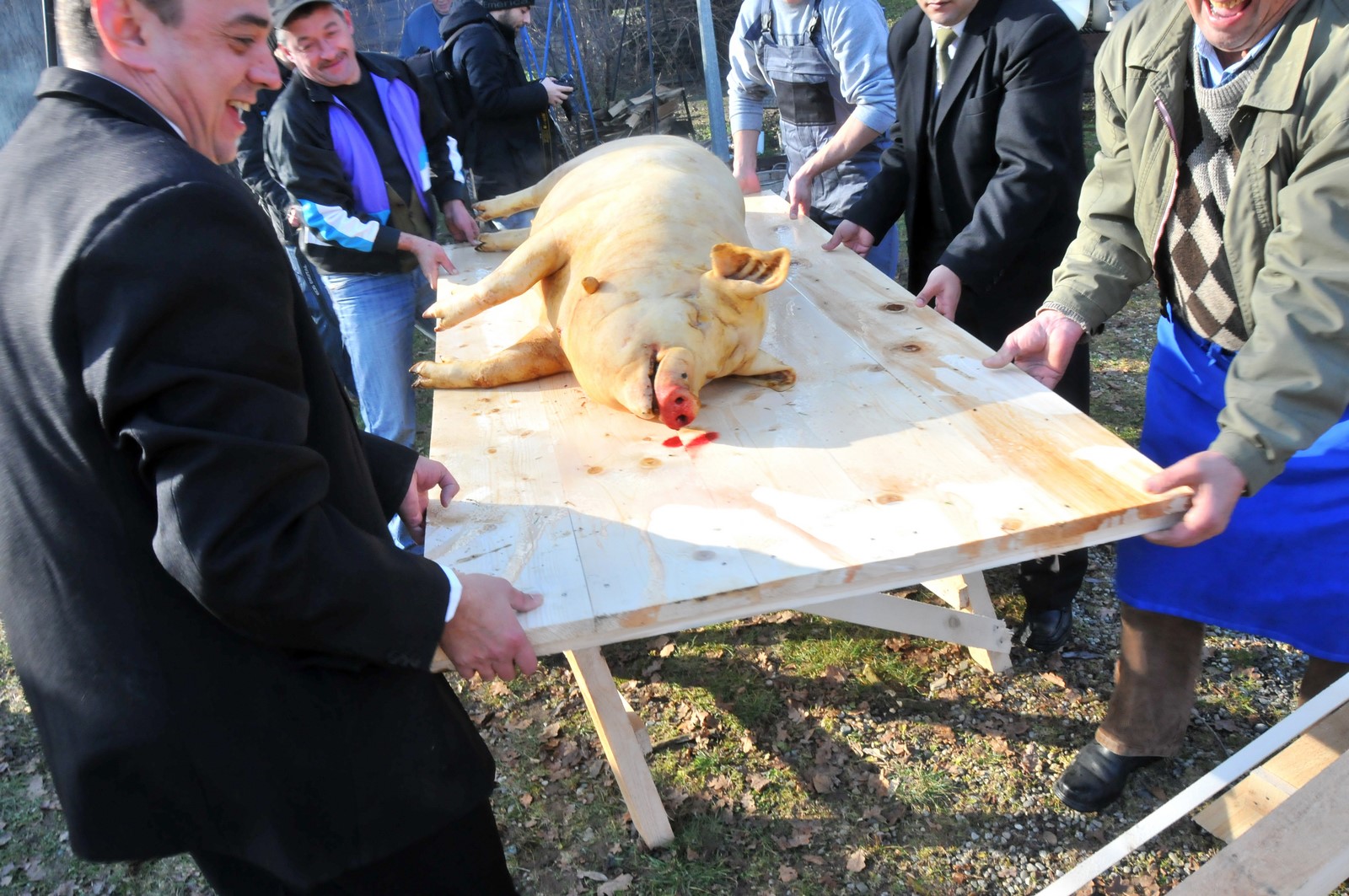 Un nou focar de pestă porcină în județul Sibiu, al 7-lea de la începutul anului. Patru localități incluse în zona de protecție