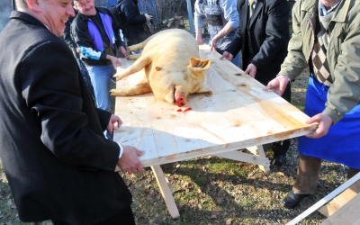Un nou focar de pestă porcină în județul Sibiu, al 7-lea de la începutul anului. Patru localități incluse în zona de protecție
