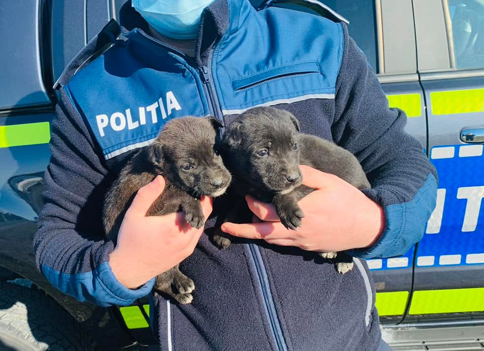 Dosar penal pentru un bărbat din Gorj care a despărţit doi pui de câine de mama lor, apoi i-a abandonat