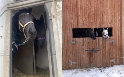 Patru cai salvați din zona Odesa au ajuns la Sibiu. „Sunt foarte mulți iubitori de animale care vor să ajute”
