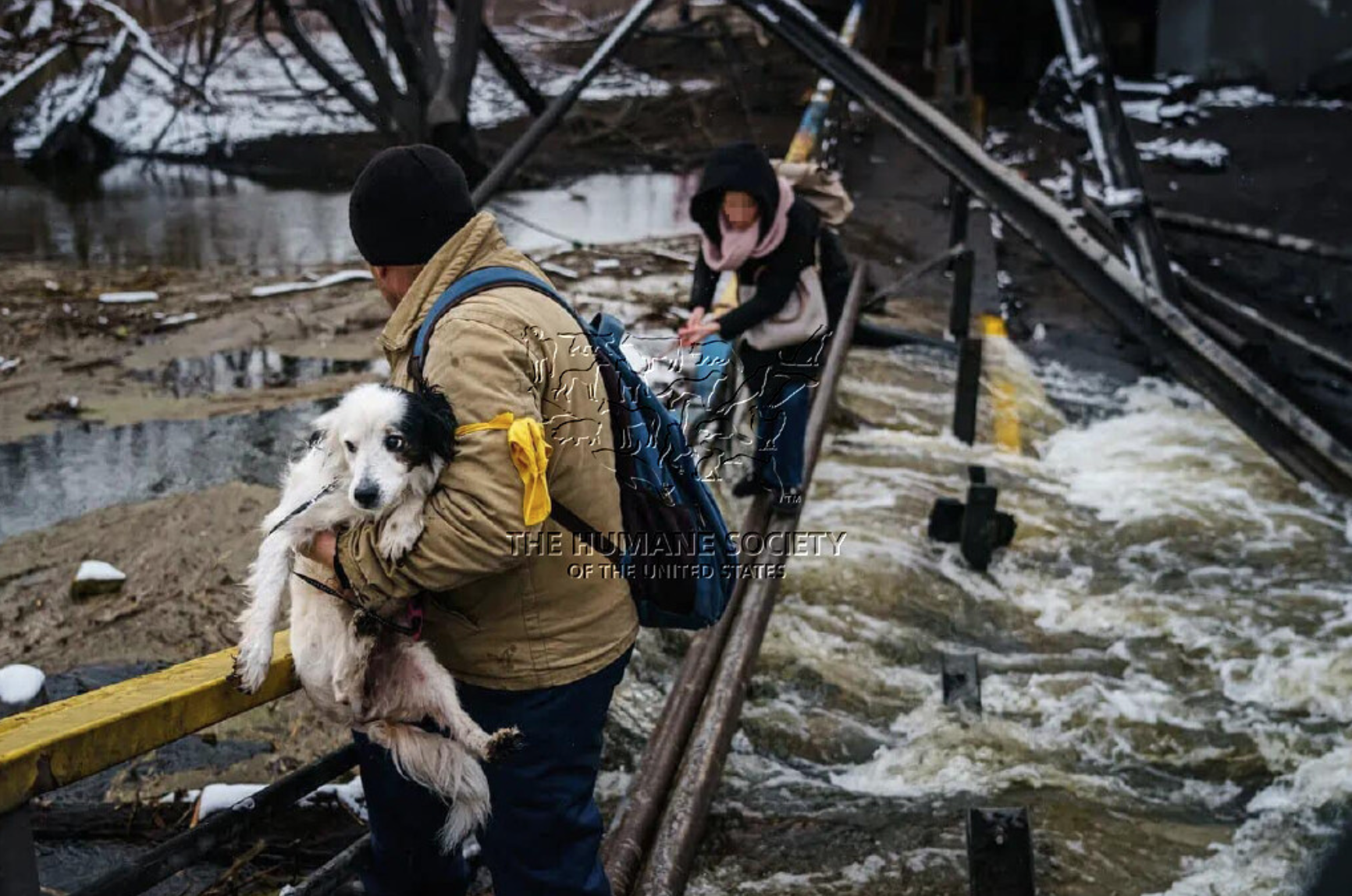 Crucea Roșie și Humane Society International trimit hrană pentru animalele din Ucraina