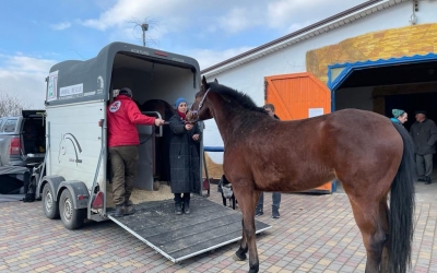 Cum au fost salvați din Odesa cei patru cai de echitație ajunși la Sibiu. Este nevoie în continuare de sprijin pentru aducerea altor animale în România