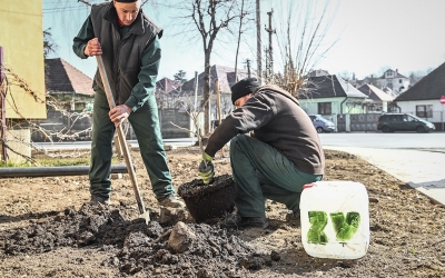 În cartierul Ștrand sunt plantați cireși japonezi