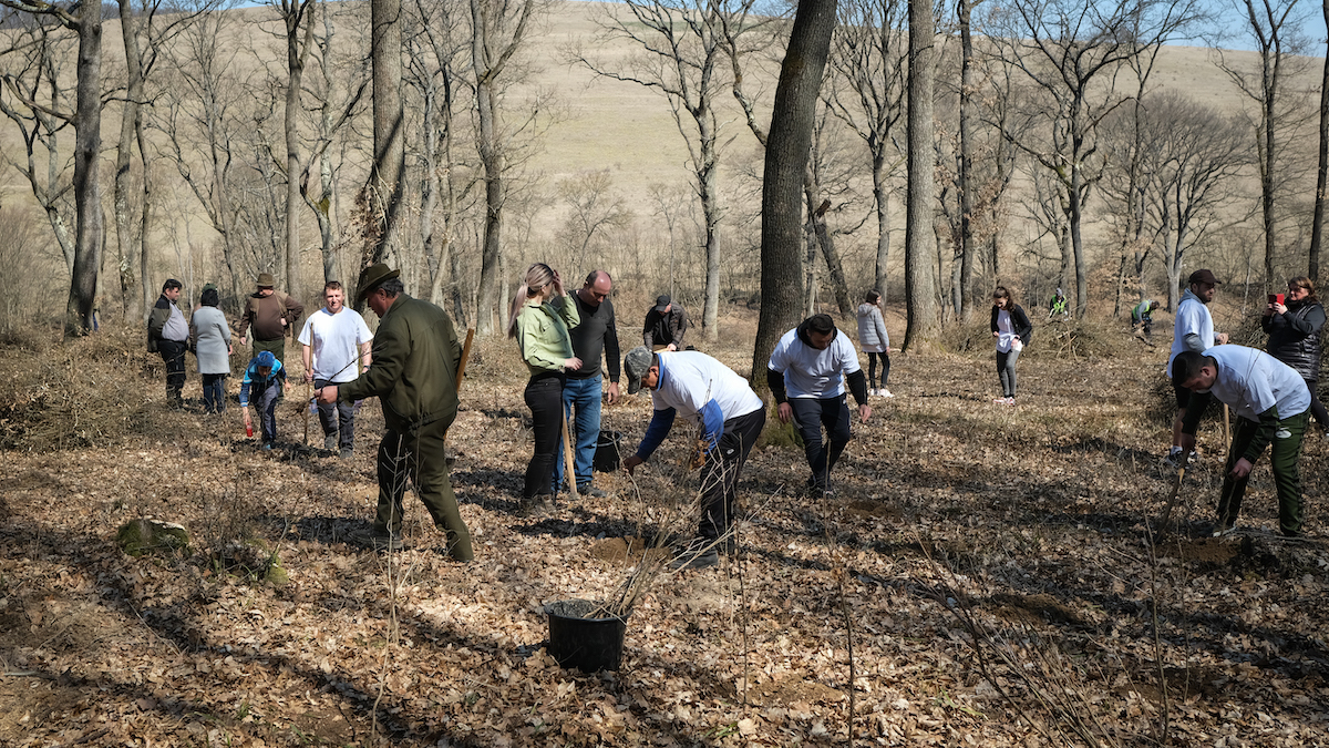 FOTO VIDEO Prima crypto pădure plantată într-o comună din Alba, de un grup de sibieni