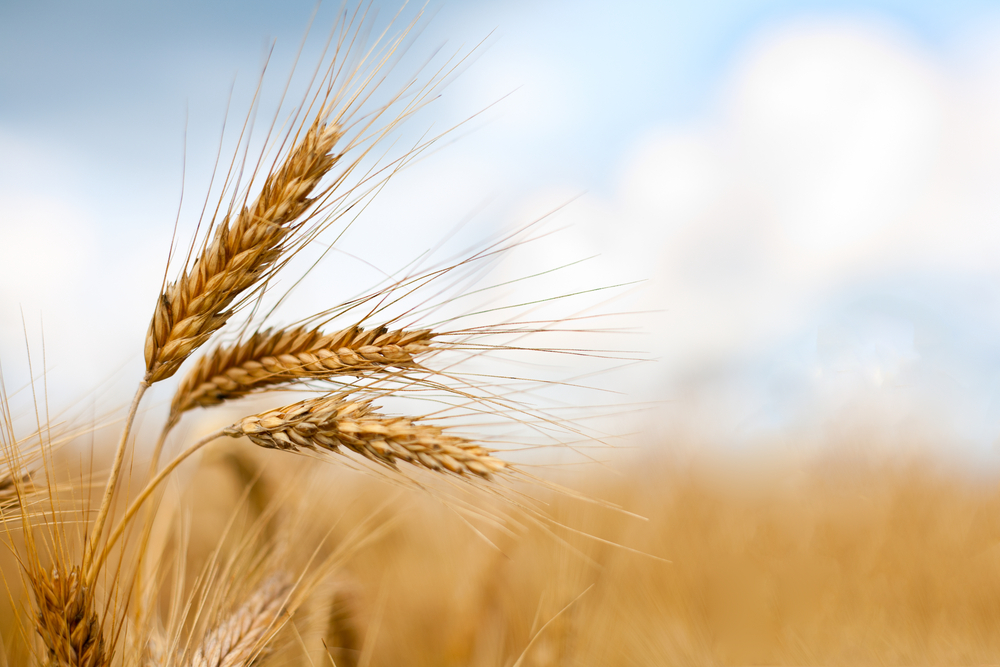 Rusia şi-ar putea limita exporturile de grâu doar la ţările „prietene”, anunţă Dmitri Medvedev
