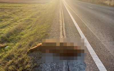Urs omorât de mașină noaptea trecută, între Scoreiu și Porumbacu