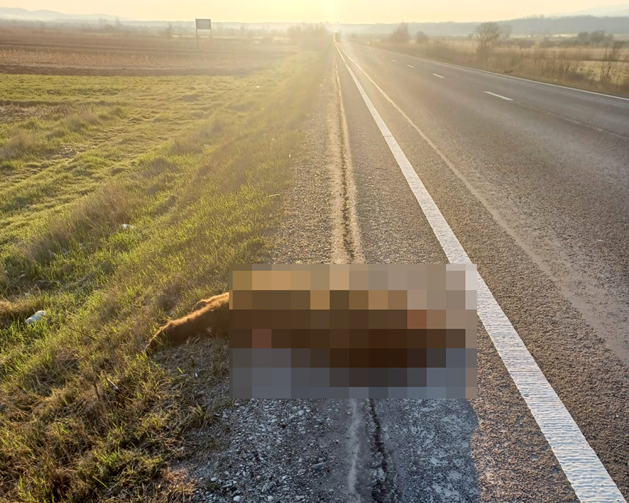 Urs omorât de mașină noaptea trecută, între Scoreiu și Porumbacu