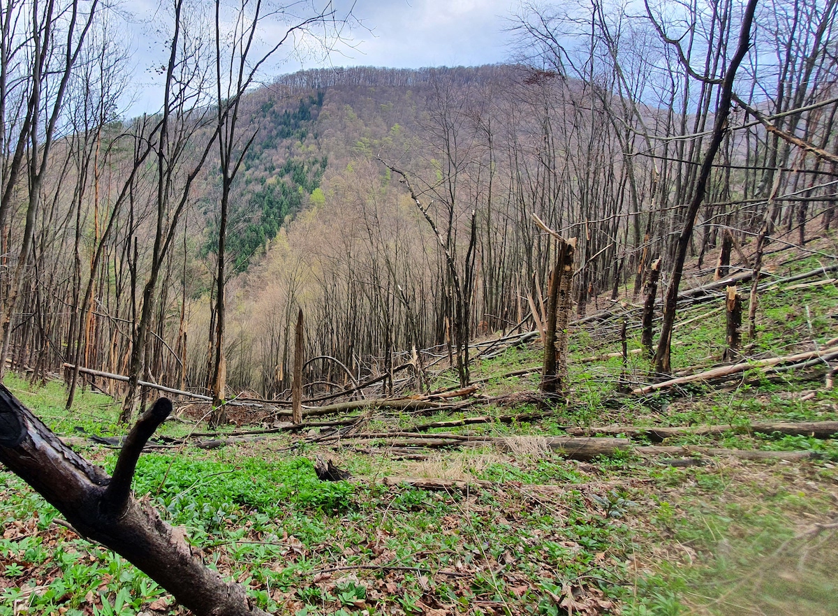 Copacii pădurii de pe Măgura se prăbușesc singuri. ”Mama natură își va urma cursul”