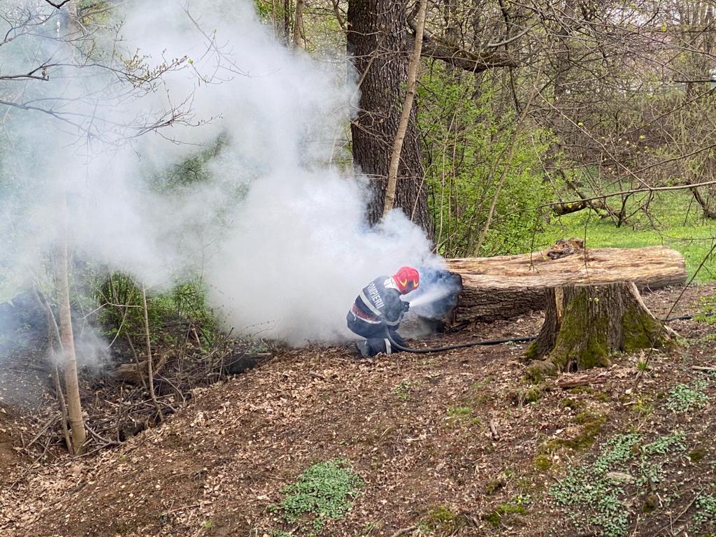 Foc în Sub Arini: un copac tăiat a fost incendiat