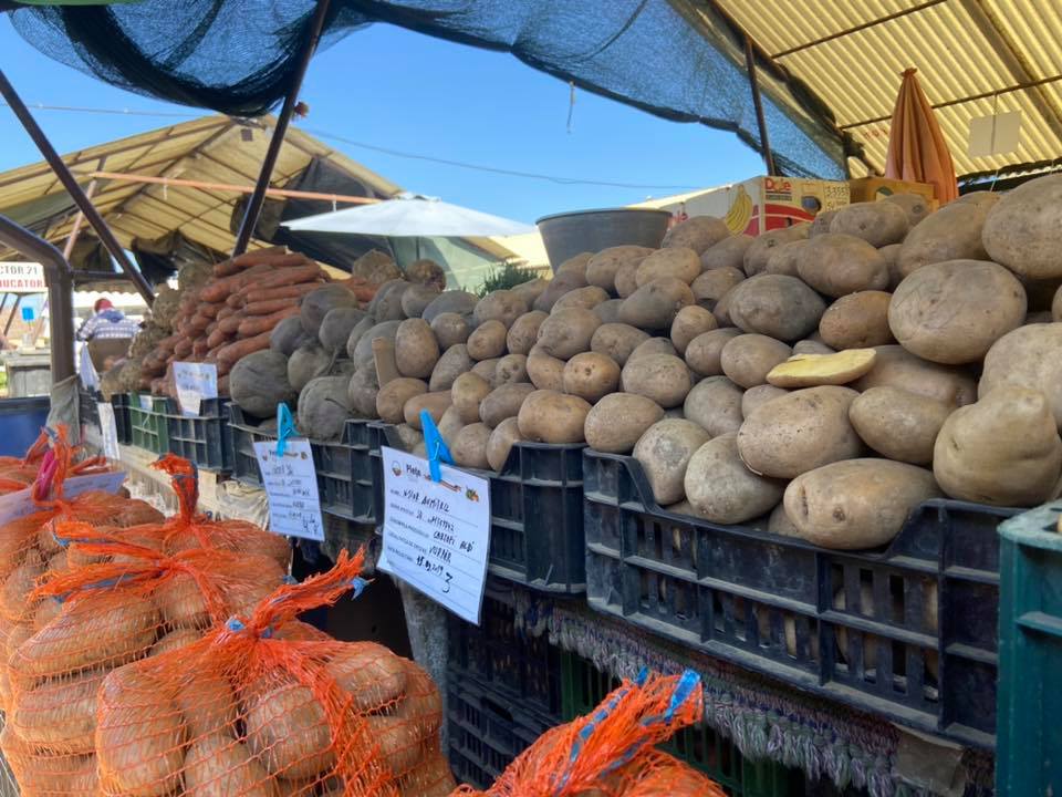 Proiect: Cultivatorii de cartofi vor putea primi în acest an un sprijin financiar de 200 de euro/ha pe o schemă de minimis