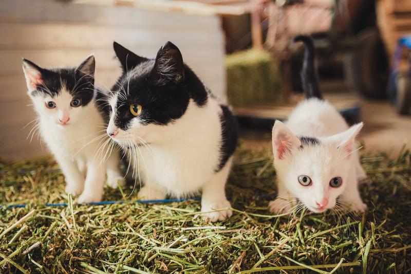 Proiectele maratonului: aparatură specială pentru îngrijirea animalelor abandonate